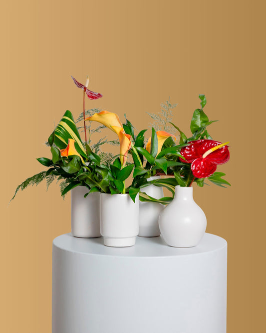 Accents (Set of 4) - Tropical Collection