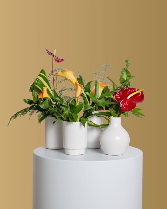 Accents (Set of 4) - Tropical Collection