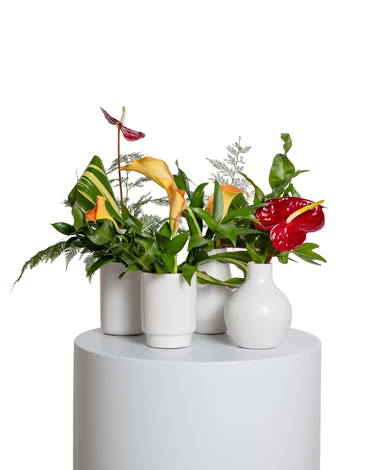 Acentos (Set de 4) - Colección Tropical