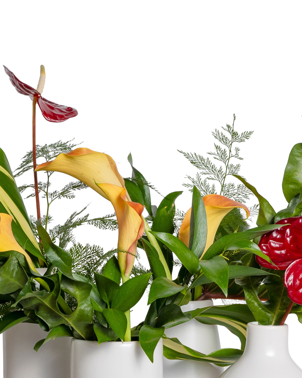 Acentos (Set de 4) - Colección Tropical