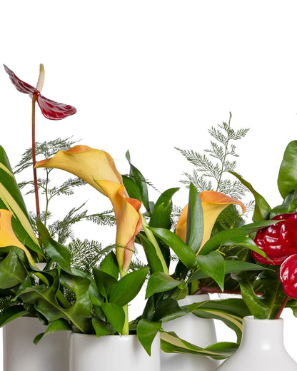 Acentos (Set de 4) - Colección Tropical