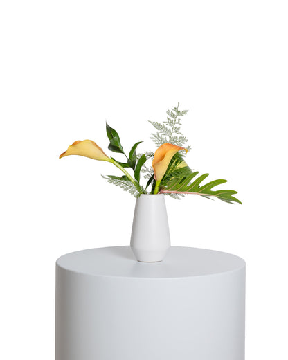 Acentos (Set de 4) - Colección Tropical